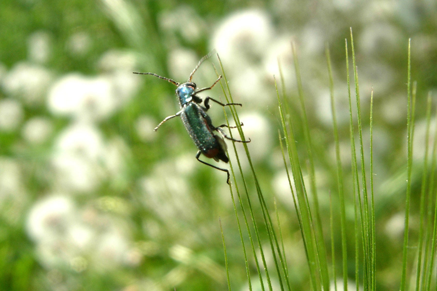 Oedemeridae